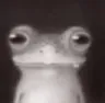 fwog
