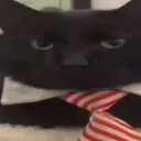 businesscathandsomecat businesscathandsomecat