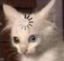 confusedcat1