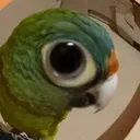 Parrot_staring