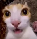 shock
