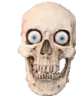 skull skull