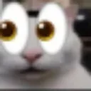 gatovoid