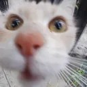 catstare