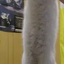Cat_LongCat2
