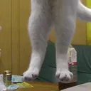 Cat_LongCat3