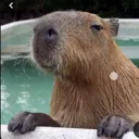 Capybara
