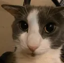 thousandsogstare