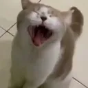 HAHbigyawn