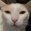 thewhat