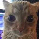 stare stare