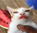 Watermelon_Cat