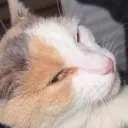 catsideeye