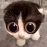 monka monka