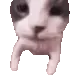 CatKiss