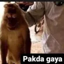Pakdagaya