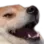 bork bork