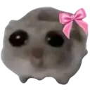 hamster