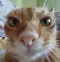 catstare