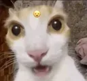 catwow catwow