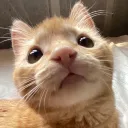 meow