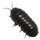 isopod