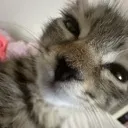 kitty