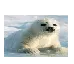 SealBouncy