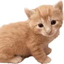 SCorange