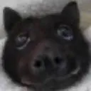 bat