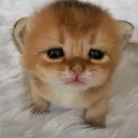 kaw2 kaw2