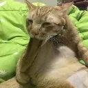 masoncat