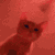 partycat