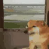 doge_cry