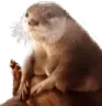 chonkyboy