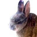 bun_GrumpBun