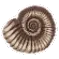 Fossil