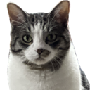 cometstare Discord emoji