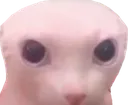 binguscloseears