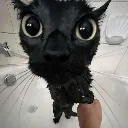 kittibath