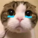 sad_cat