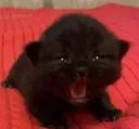 sadkitty