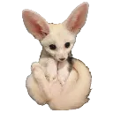 attakfahks