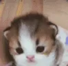 hestupid