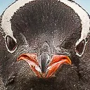 penguinjudge