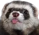 BLEP