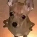 dog2