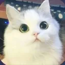 catwow
