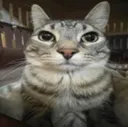 cato_18