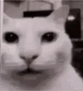 oh_cat